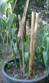 TRSTINA OBROVSKÁ - 4