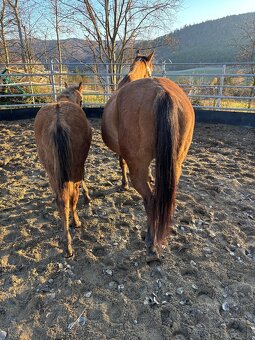 APH Dun Žrebček - 4