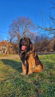 Leonberger s PP - 4