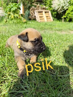 Belgický ovčiak Malinois / Nemecký ovčiak - 4