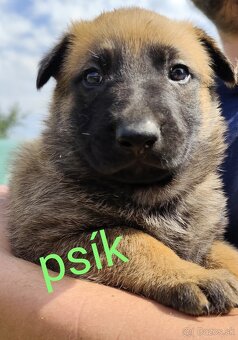 Belgický ovčiak Malinois / Nemecký ovčiak - 4
