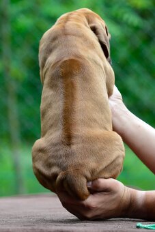 Štěňátko rhodéského ridgebacka - chlapec s PP - 4
