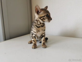 Bengálske mačiatka. - 4