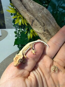 Terárium + Pagekon riasnatý - 4