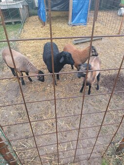 Kamerunský baran - 4