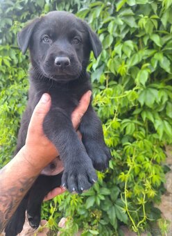 Šteniatka labrador x NO - 4