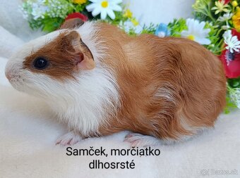 Morča/Morčiatka samčekovia - 4