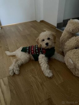 Maltipoo beige - 4