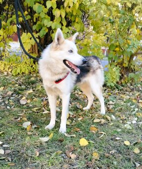 Darujem super spoločníka Axela - mix sibírsky husky - 4