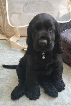 Ponúkam na krytie anklicky kokeršpaniel - 4