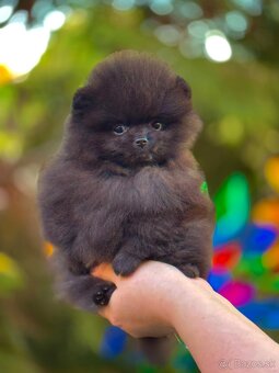 Pomeranian - 4
