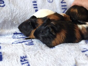 Prasiatko Morčiatko - 4