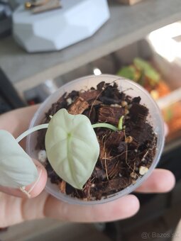 Alocasia frydek variegata baby - 4