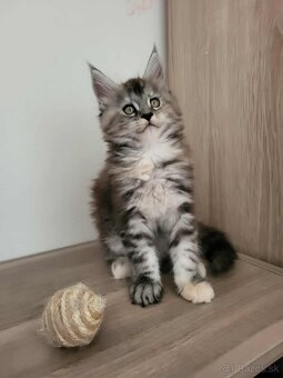 Mačička Maine Coon - 4