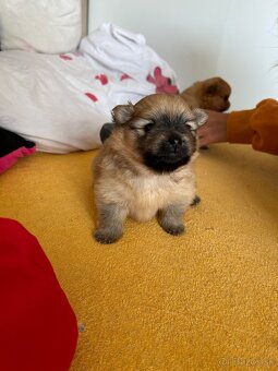Pomeranian - 4
