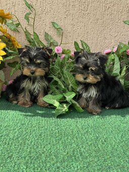 York, Yorkshire, Yorkshirsky terier, mini yorkshire samec - 4