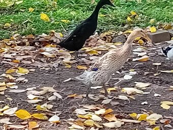 Predám indické bežce - 4