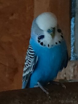 Výstavná andulka - 4