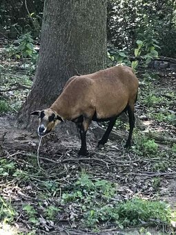 Predám kamerunské ovce - 4