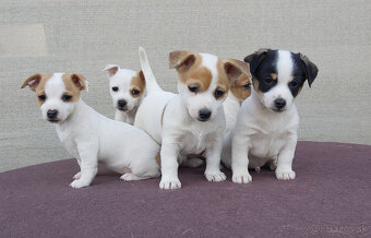 Jack Russell Terier šteniatka - 4