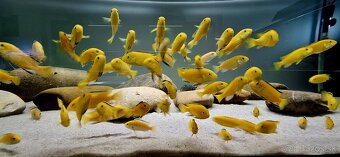 Labidochromis caeruleus yellow kakusa - 4