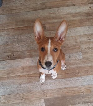 Basenji 3 mesacne steniatko - 4
