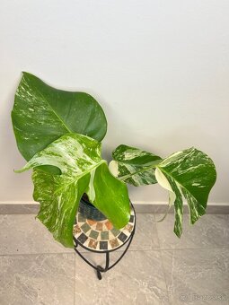 Monstera Deliciosa Albo Variegata - 4
