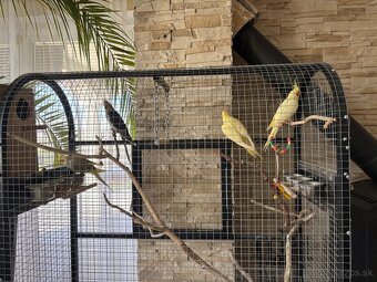 Korely s klietkou - 4