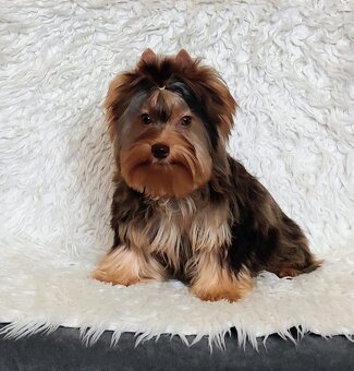 Yorkshire teriér s PP, Jorkšírský teriér s PP, York - 4