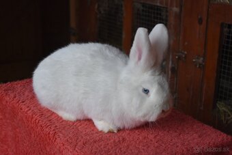 Predam Viedensky biely - 4