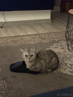 Darujeme mačičku - 4