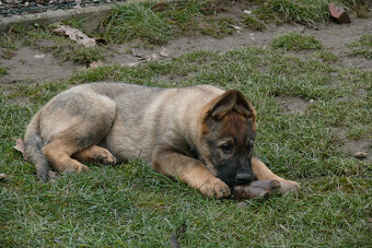 Šteniatka Nemeckého ovčiaka s PP- pracovné - 4