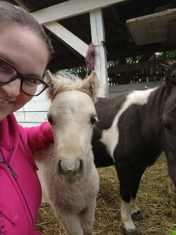 Americký miniaturní kůň - minihorse - 4