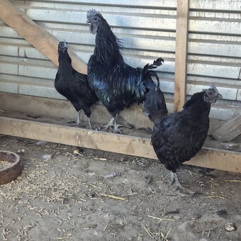 Chovny kmeň Ayam cemani - 4