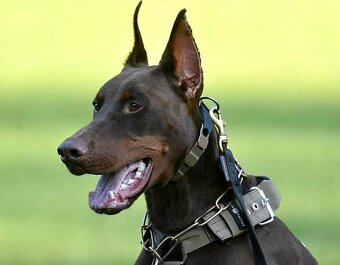 Doberman šteniatka s PP - 4