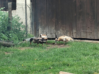 Indický bežec - 4