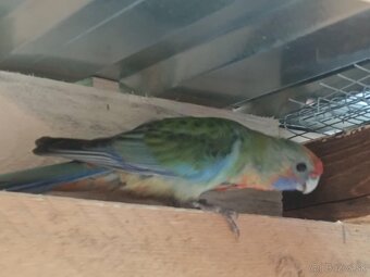 Rozela Adelaidská - 4