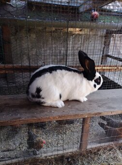 Nemecký obrovitý strakáč - 4