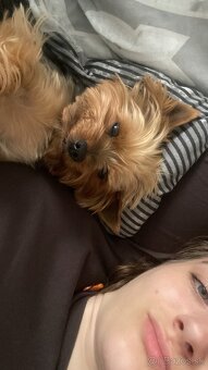 yorkshire terrier - krytie - 4