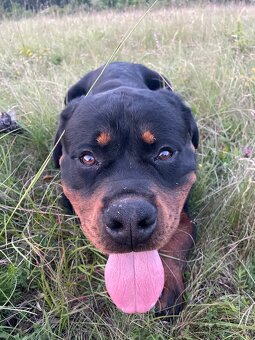 Rottweiler Rotvajler RTW krytie - 4
