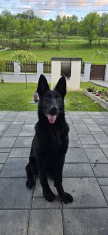 Šteniatka nemeckého ovčiaka s PP - 4
