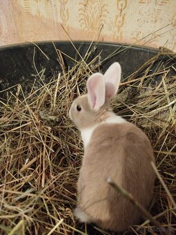 Predám zakrslých zajačikov - 4