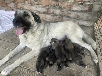 Turecký kangal - 4