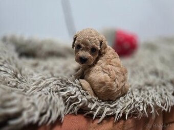 Toy pudel - 4