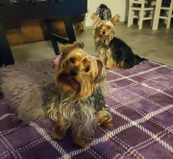 Predám šteniatka Yorkshirsky terier - 4