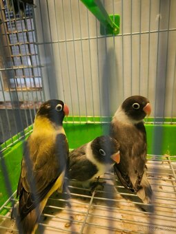 Predám Agapornis škraboškovy - 4