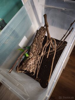 Pagekon riasnaty - 4