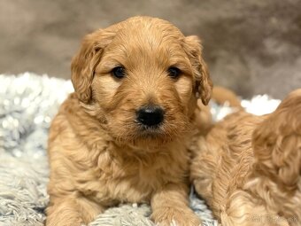 Goldendoodle - 4