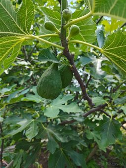 Predám figovník - 4