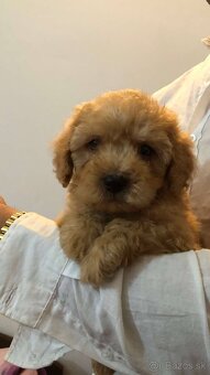 Mini maltipoo - 4